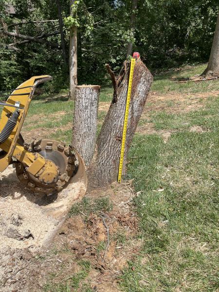 The Tree Company