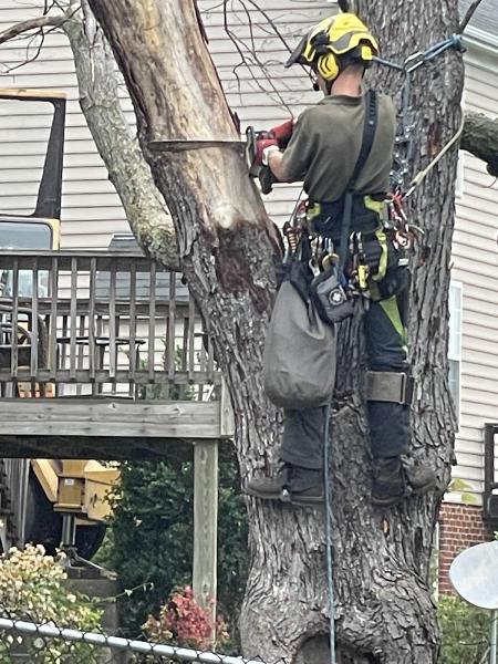 Charlottesville Tree Service