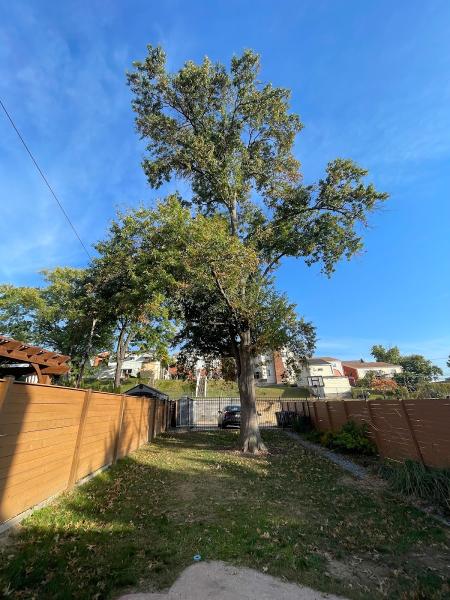Walt's Tree Services