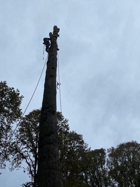 NW Affordable Tree Removal