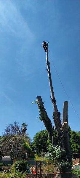 Valencia Tree & Landscape