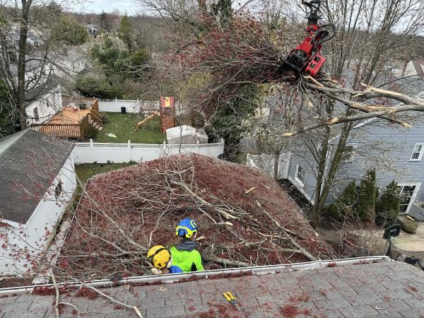Z Tree Experts