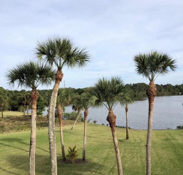 J C Lawn Care and Tree Service