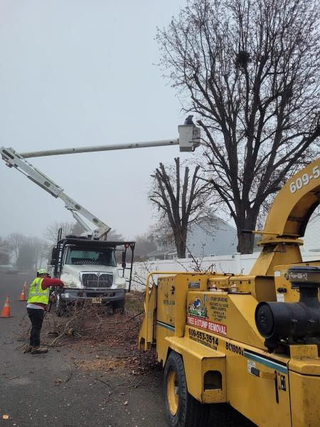 Master Tree Removal Services