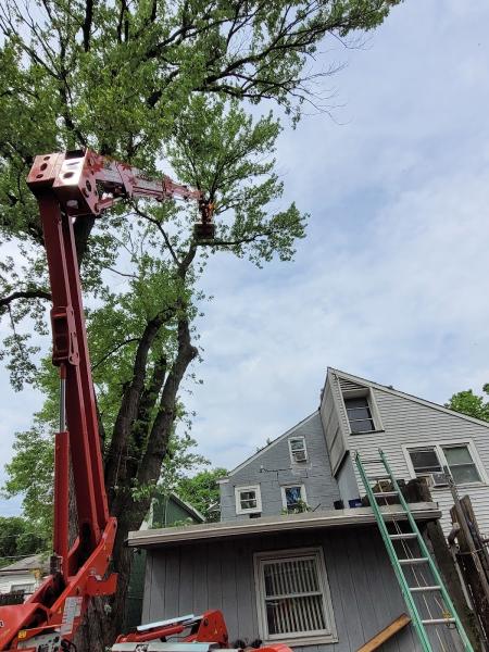 Master Tree Removal Services
