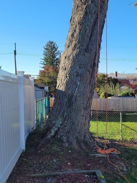 Master Tree Removal Services