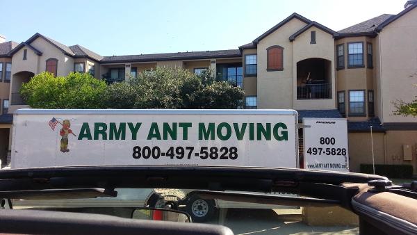 Army Ant Moving