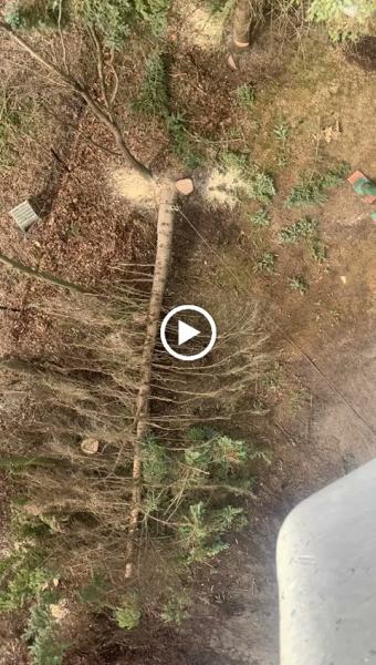 Tree & Snow Removal Services