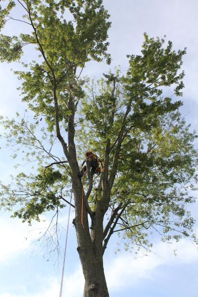 Wagner & Fike Tree Service