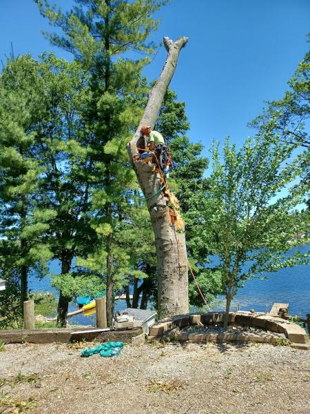 Wagner & Fike Tree Service