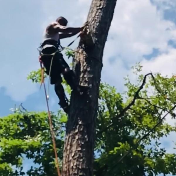 A-Ok Tree Service Llc.
