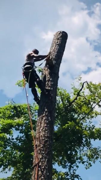 A-Ok Tree Service Llc.