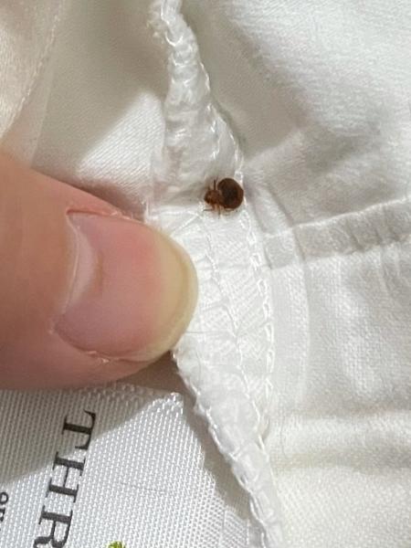 Affordable Bed Bug Exterminators