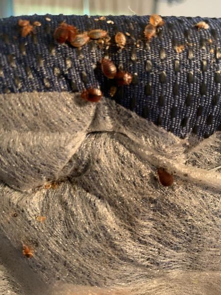 Affordable Bed Bug Exterminators