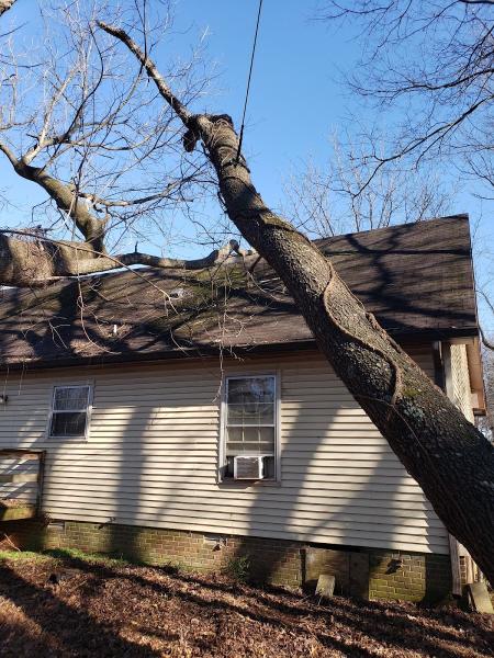Edwards Tree Service