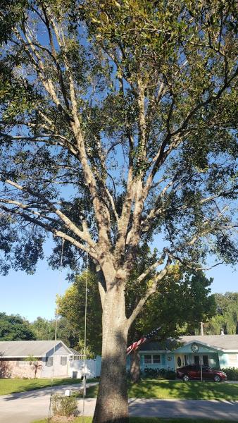 Jimmy's Tree Service
