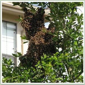 Sierra Termite Control