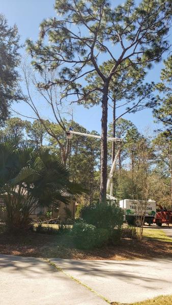 Jones Brothers Tree Surgeons