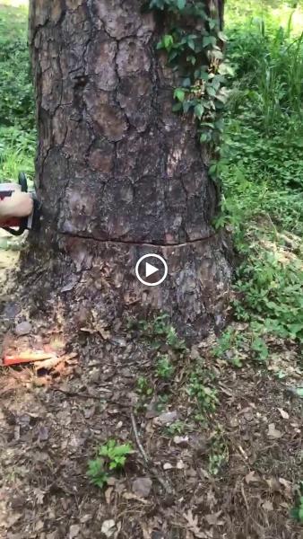 Kervin Bros Stump & Tree Co. LLC