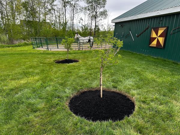 TMC Landscaping & Plowing