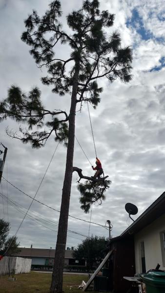 Tree Scaping