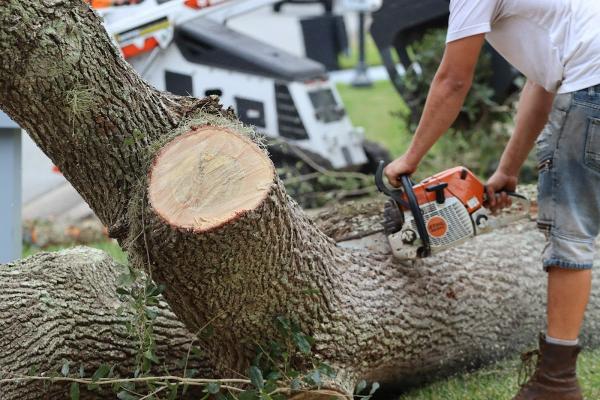 Rochester MN Tree Service