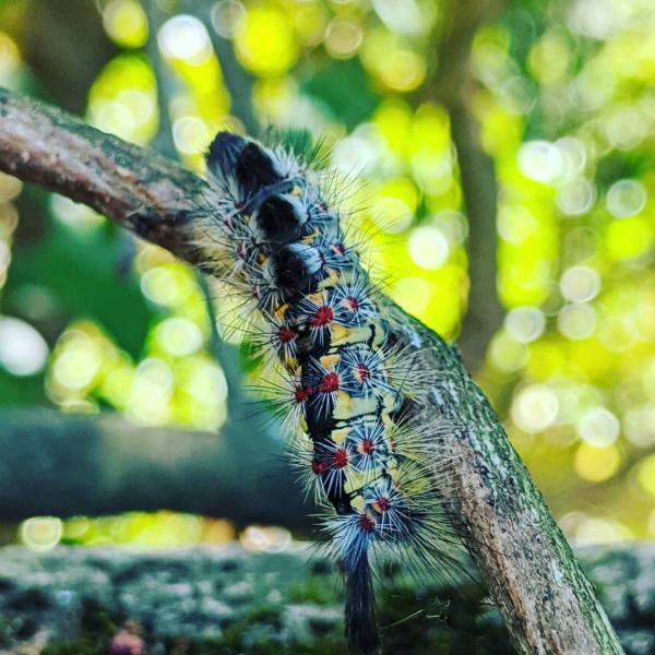 Sono-Marin Pest Solutions