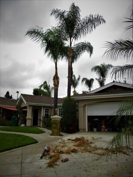My Tree Experts