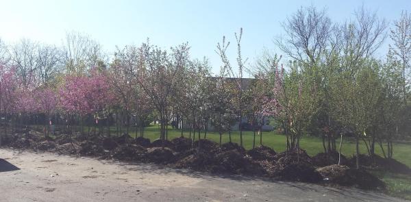 County Land Maintenance Inc