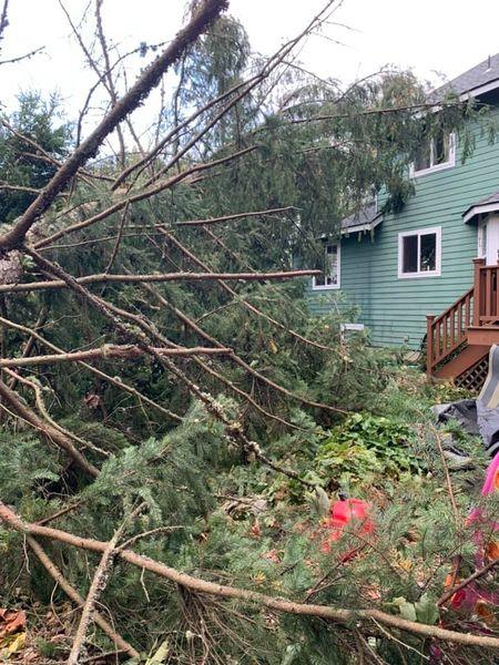 Complete Tree Care