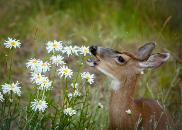 New Jersey Deer Control