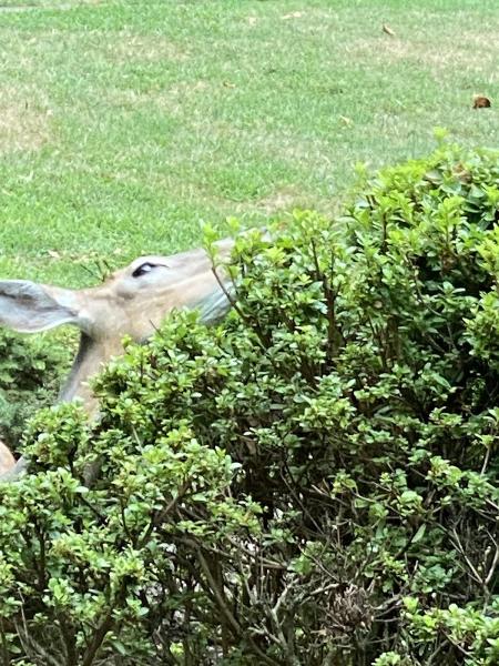 New Jersey Deer Control