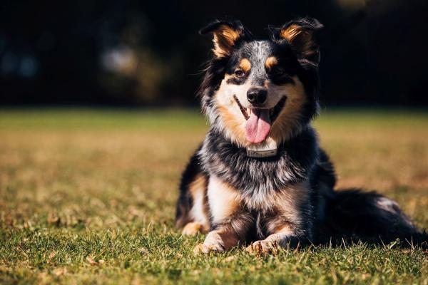 Dog Guard