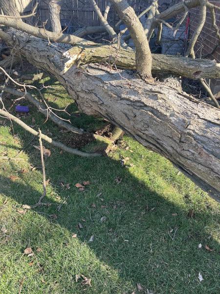 Tackett Tree Service