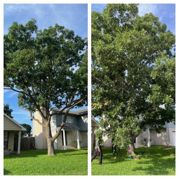 Cypress Tree Service Inc.