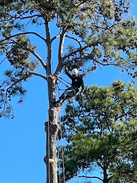 Cypress Tree Service Inc.