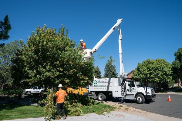 Ironwood Earthcare Tree Trimming and Removal
