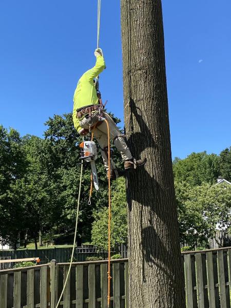 Maryland Tree Experts