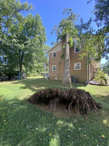 Maryland Tree Experts