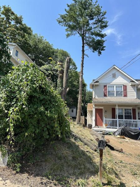 Maryland Tree Experts