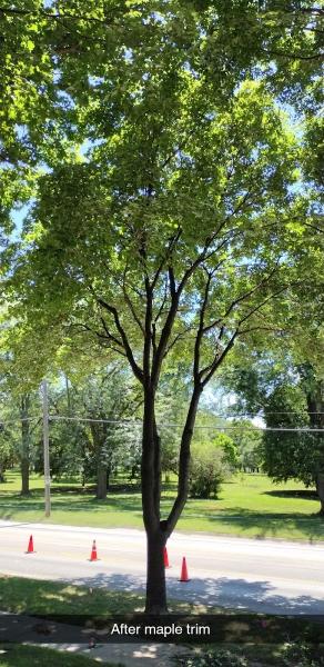 West Omaha Tree Service