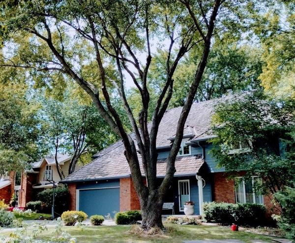 West Omaha Tree Service
