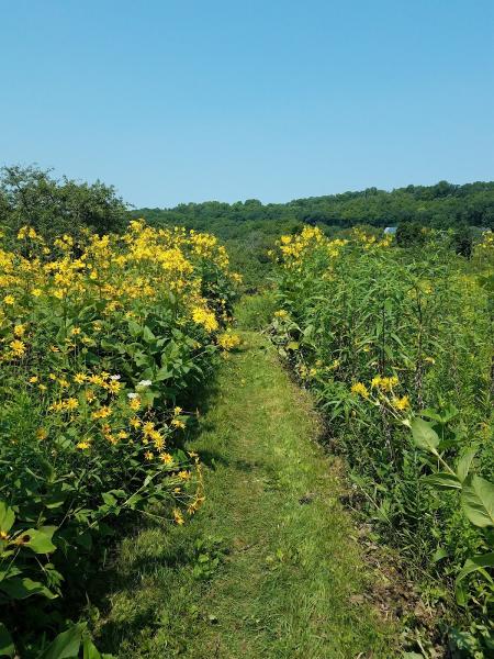 Northstar Environmental Testing