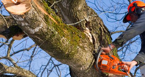Kustom Trim Tree Service LLC