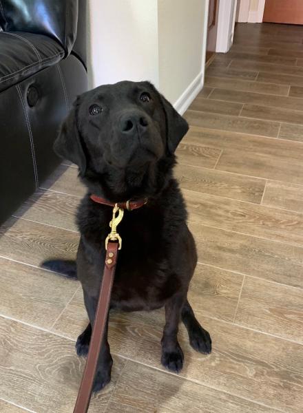 Premier Canine Detection