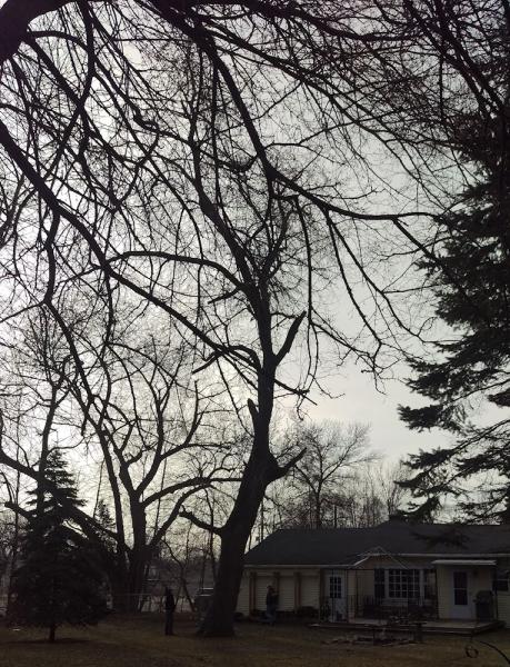 Nate's Tree Care