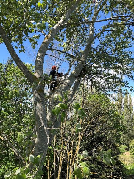 Legacy Tree Care LLC
