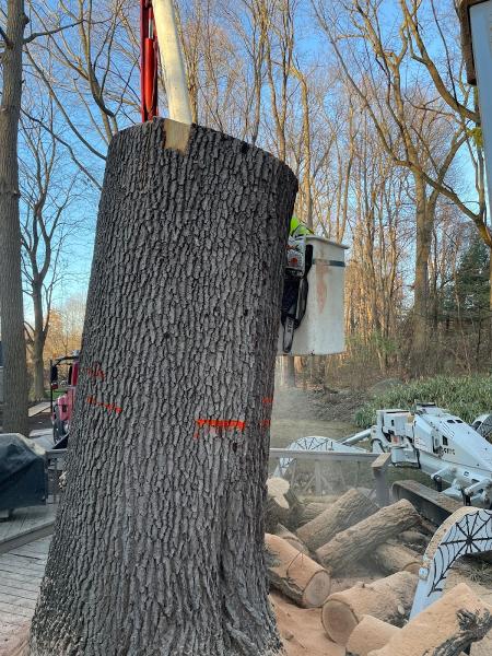 Lumberjack Tree Service