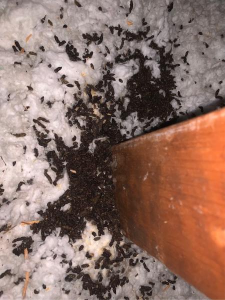 Platinum Bat Removal LLC