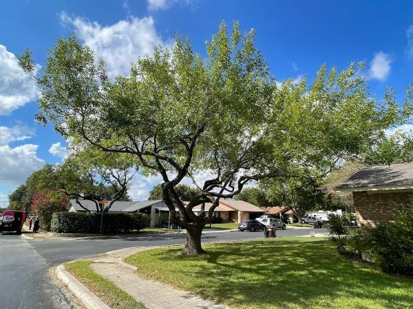 Arborup Tree Services